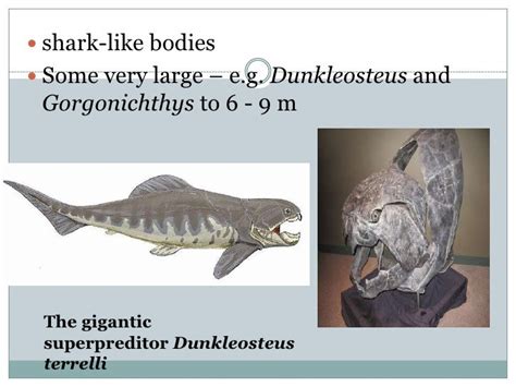 difference between ostracoderm and placoderm.